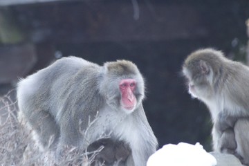 Fototapeta premium Japanese Manaque - snow monkey