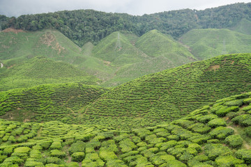 Beautiful scenery of tea plantation at Cameron Highlands, Pahang, Malaysia