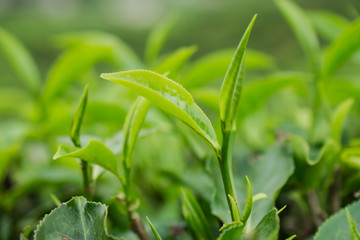 Close up of tea plantation at Cameron Highlands, Pahang, Malaysia