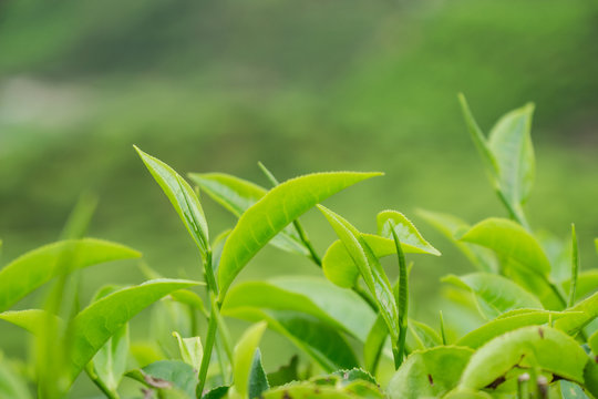 Close up of tea plantation at Cameron Highlands, Pahang, Malaysia