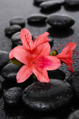 Still life with red flower with therapy stones 