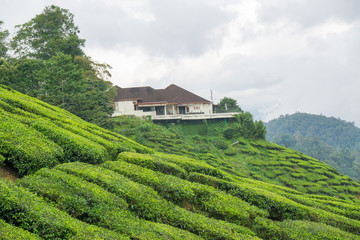 Beautiful scenery of tea plantation at Cameron Highlands, Pahang, Malaysia