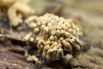 Myxomycetes growth on wood