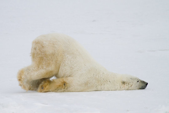 silly polar bear