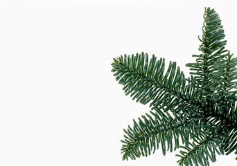 Fir branch on a white background

