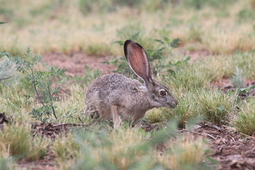 Jackrabbit 