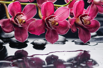 Still life with branch orchid with therapy stones