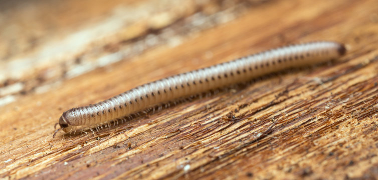 Millipede on wood, closeup photo