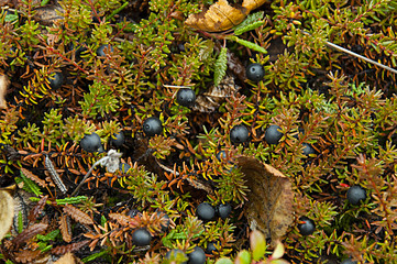 water berry