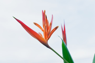 Obraz premium Red azaleas flower.