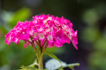 Hydrangea
