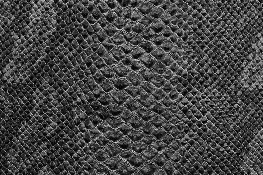 the texture of snake skin