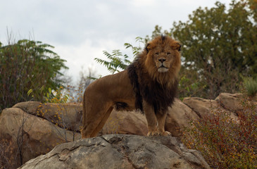 Naklejka premium Male Lion