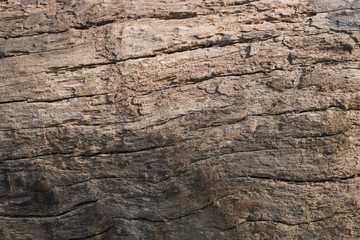 dry skin wood texture of aged hardwood background