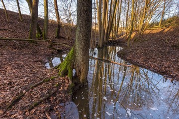 Forest landscape with stream and beavers dam
