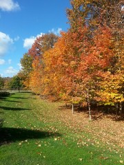 A row of trees in Autumn