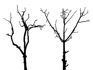 Dry tree isolated vector