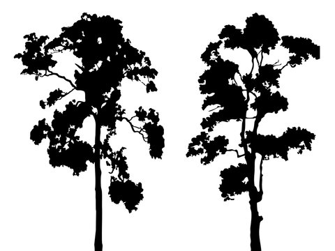 Tree isolated vector