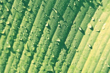 Fototapeta premium Green Banana Leaf with Water Drops