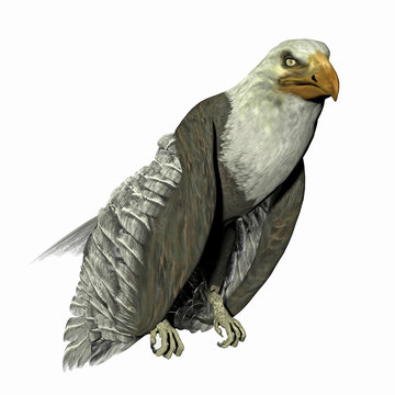 rendered illustration of a bald eagle isolated on white