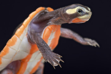Fototapeta premium Red-bellied Shortneck Turtle (Emydura subglobosa)