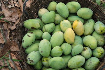mango harvest