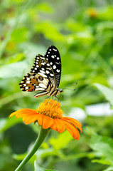 Dark Brown Butterfly Standing on Green Leaf of Tree