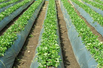 Strawberry plantation in Chiangmai province