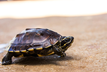 small turtle