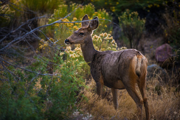 Wild Deer Colorado Wildlife