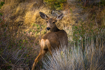 Wild Deer looking towards the camera Colorado Wildlife