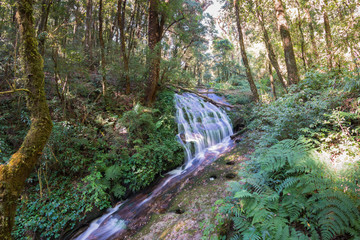 small waterfall in montane forest
