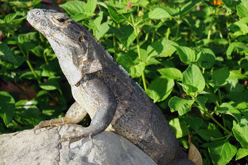 Iguana basking in the sun in Costa Rica