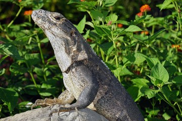 Iguana basking in the sun in Costa Rica