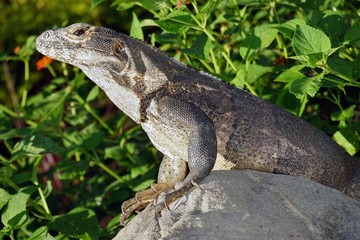 Iguana basking in the sun in Costa Rica