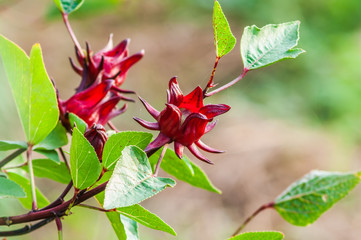 Roselle fruits (Hibiscus sabdariffa L.)