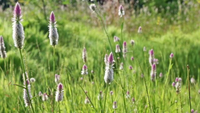 Beautiful pink celosia flamingo feather flower meadow from Goa, India in a windy and sunny morning. Celosia is small genus of edible and ornamental plants of amaranth family.