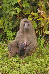 Baby Olive Baboon Nursing in the Jungle