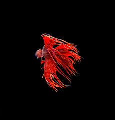 Red Siamese fighting fish (Betta splendens) isolated on black ba