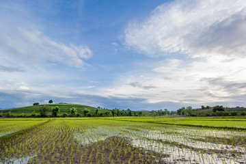 Fototapeta na wymiar Rice Field and tea plantation landscape