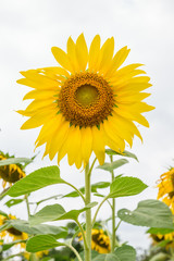 Obraz premium Sunflower