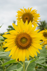 Naklejka premium Sunflower