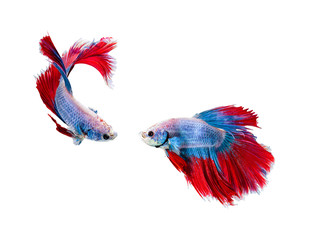 Capture the moving moment of white siamese fighting fish , betta isolated on white background.