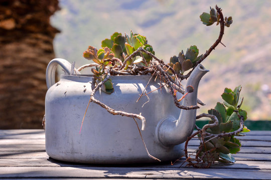 Strange Unusual Plant Pot