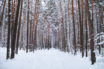 Snow-covered road in winter forest