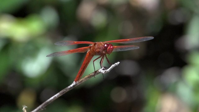 Dragon fly takes off in slow motion.