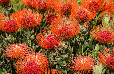  Leucospermum - Pincushion Protea flowers