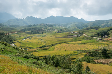 Terraced rice field in rice season in Sapa, Vietnam
