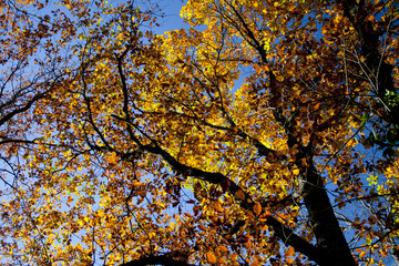 Oak leaves in autumn