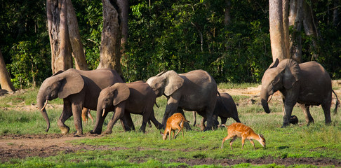 Fototapeta premium Group of forest elephants in the forest edge. Republic of Congo. Dzanga-Sangha Special Reserve. Central African Republic. An excellent illustration.